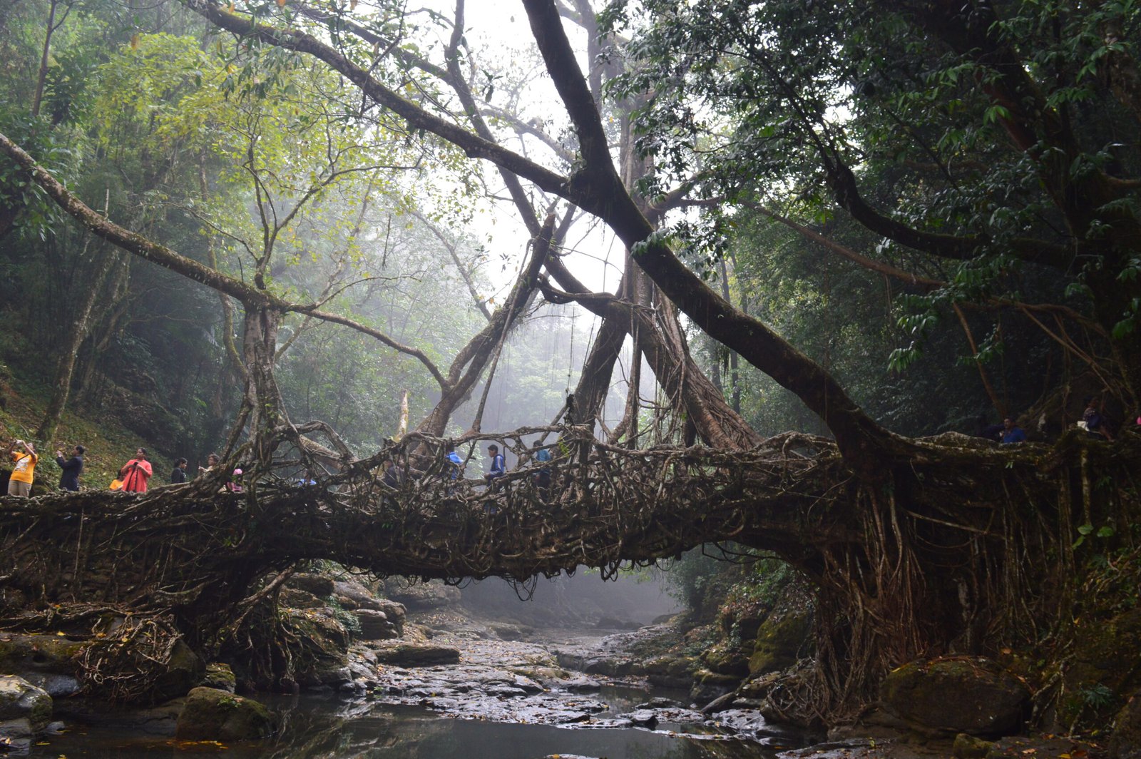 Enchanting Meghalaya - view of Living root bridge Meghalaya